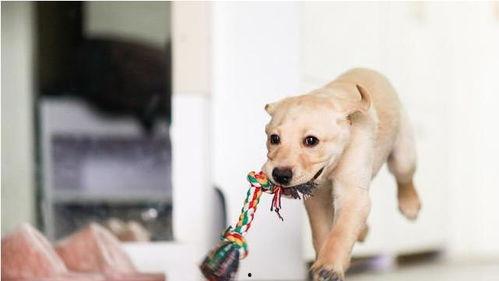 走近科学小狗长大娱乐吃瓜酱